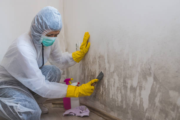 Mold Documentation for Insurance Claims in Southside, AL