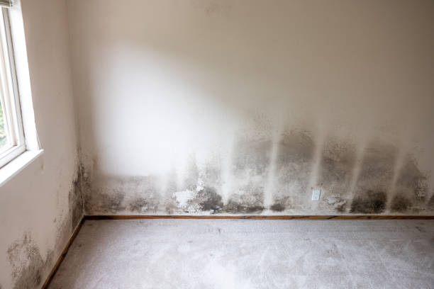 Professional Mold Inspection, Removal & Remediation in Southside, AL